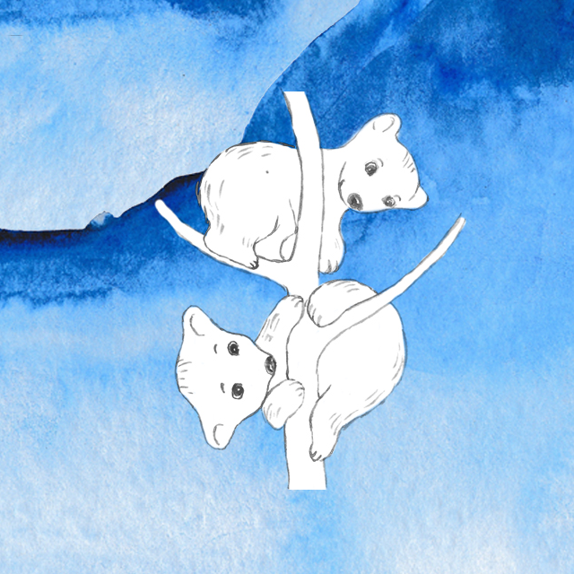 To isbjørne - illustration